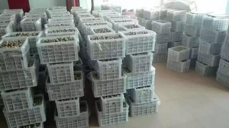 乐陵鲜枣批发代发产地直销日供货量大20万斤