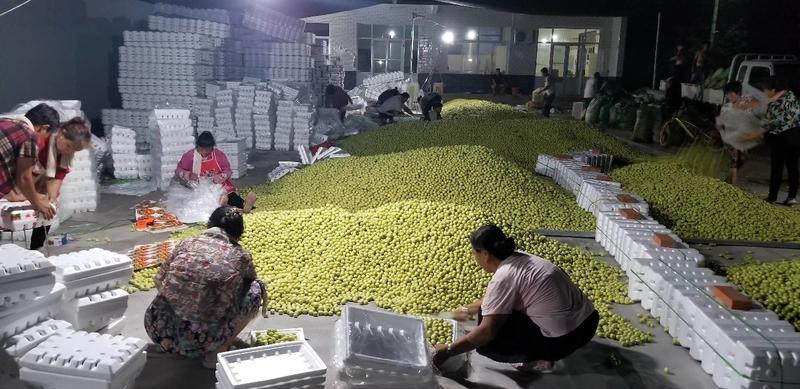 乐陵鲜枣批发代发产地直销日供货量大20万斤