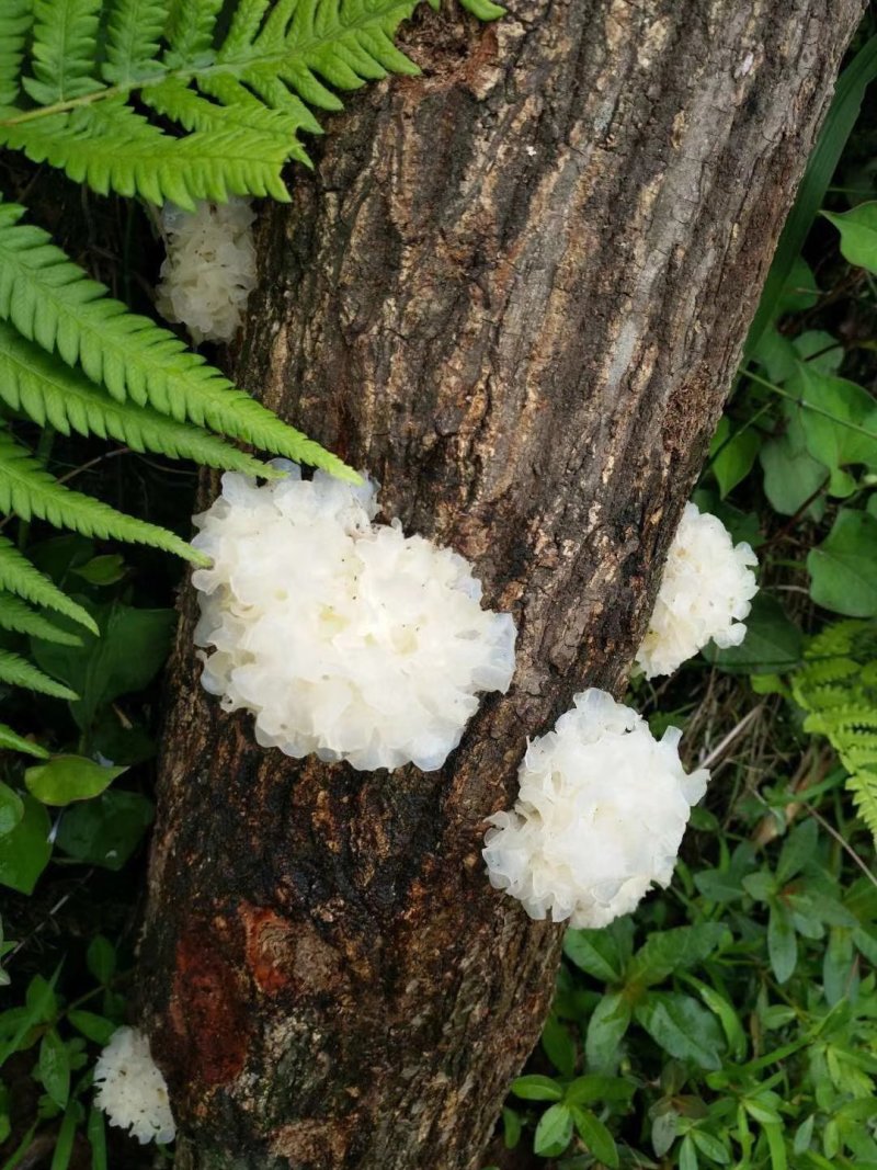 青川椴木银耳，高山半野生银耳
