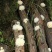 青川椴木银耳，高山半野生银耳