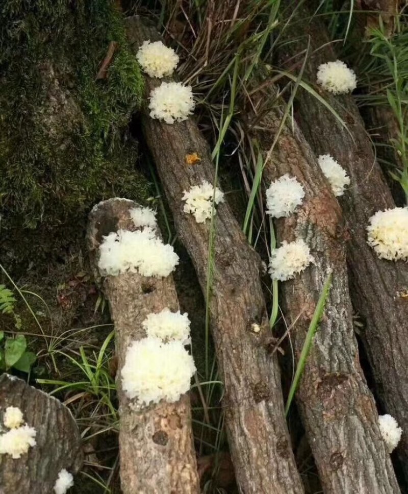青川椴木银耳，高山半野生银耳