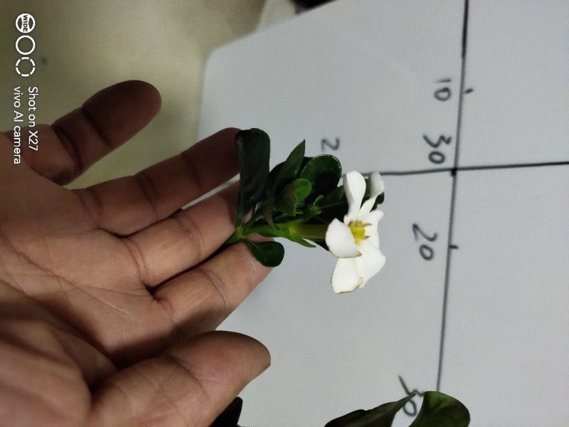 日本达摩栀子矮霸水横栀子
