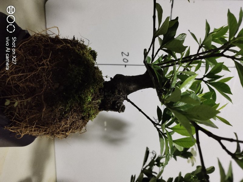 日本达摩栀子矮霸水横栀子