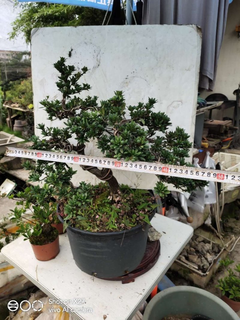 造型珍珠罗汉松