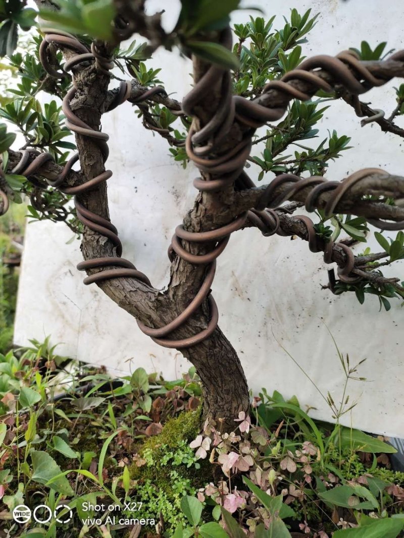造型珍珠罗汉松