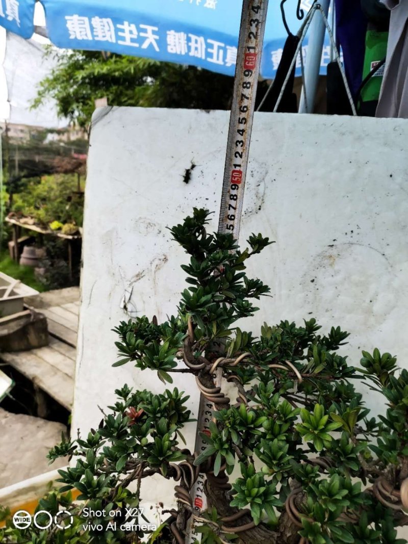 造型珍珠罗汉松