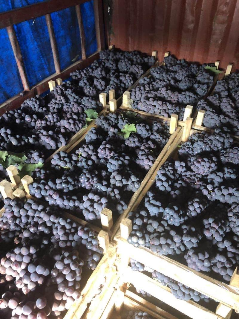 陆地夏黑葡萄头茬葡萄万亩基地直发量大从优保质保量