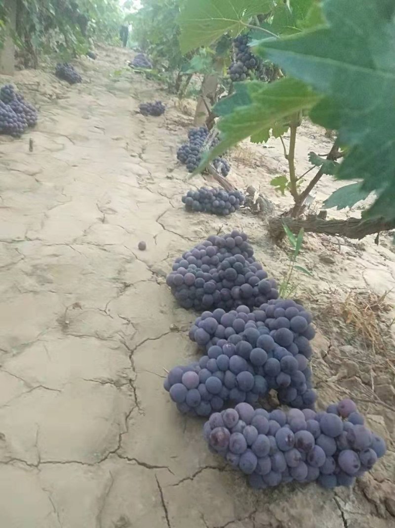 陆地夏黑葡萄头茬葡萄万亩基地直发量大从优保质保量