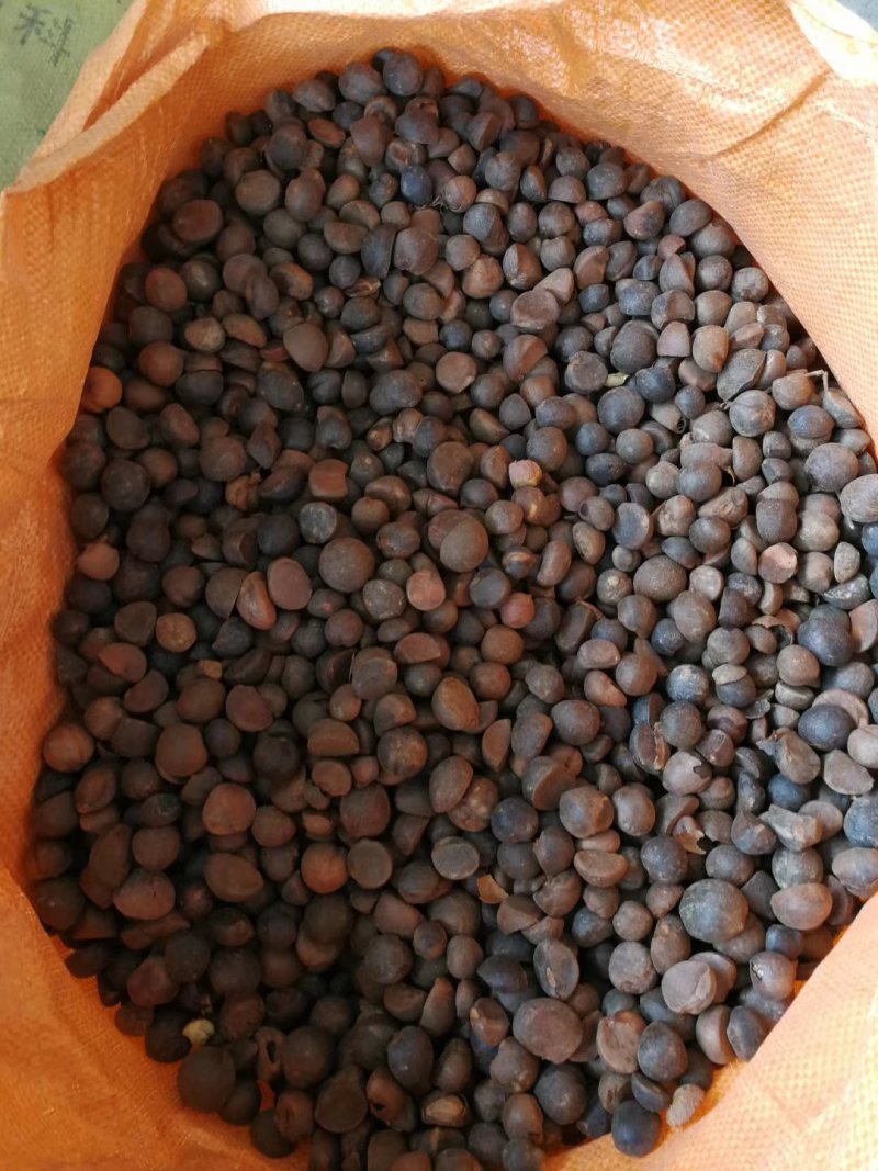 山茶油