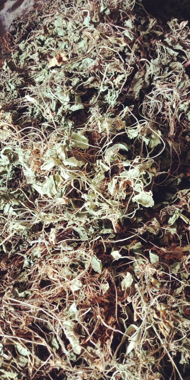 积雪草，颜色青色，不含流干货，贵州野生货，需要的联系我