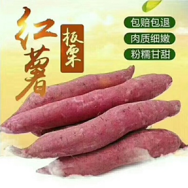 沙地板栗红薯新鲜上市