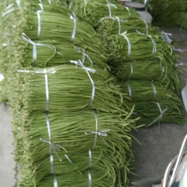 预订中陕南特产基地直供:长豇豆预订中