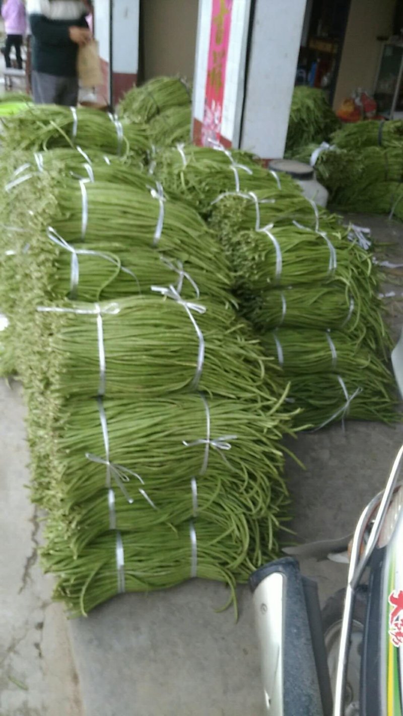 预订中陕南特产基地直供:长豇豆预订中
