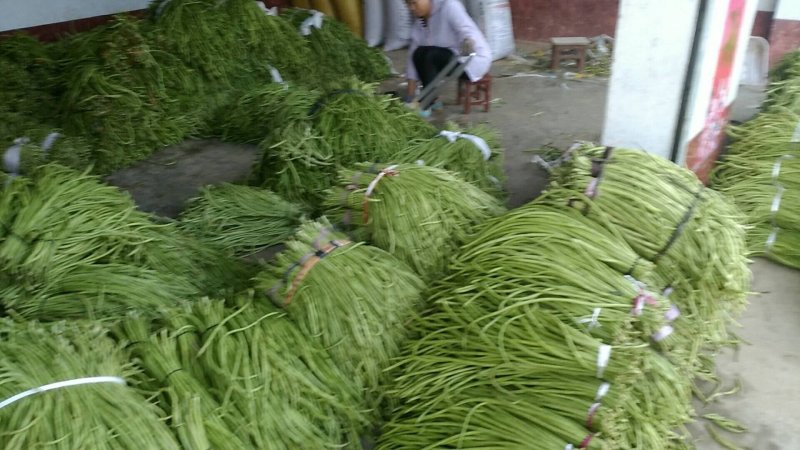 预订中陕南特产基地直供:长豇豆预订中