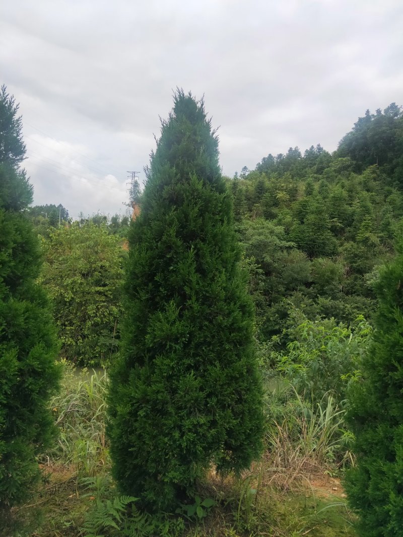塔柏