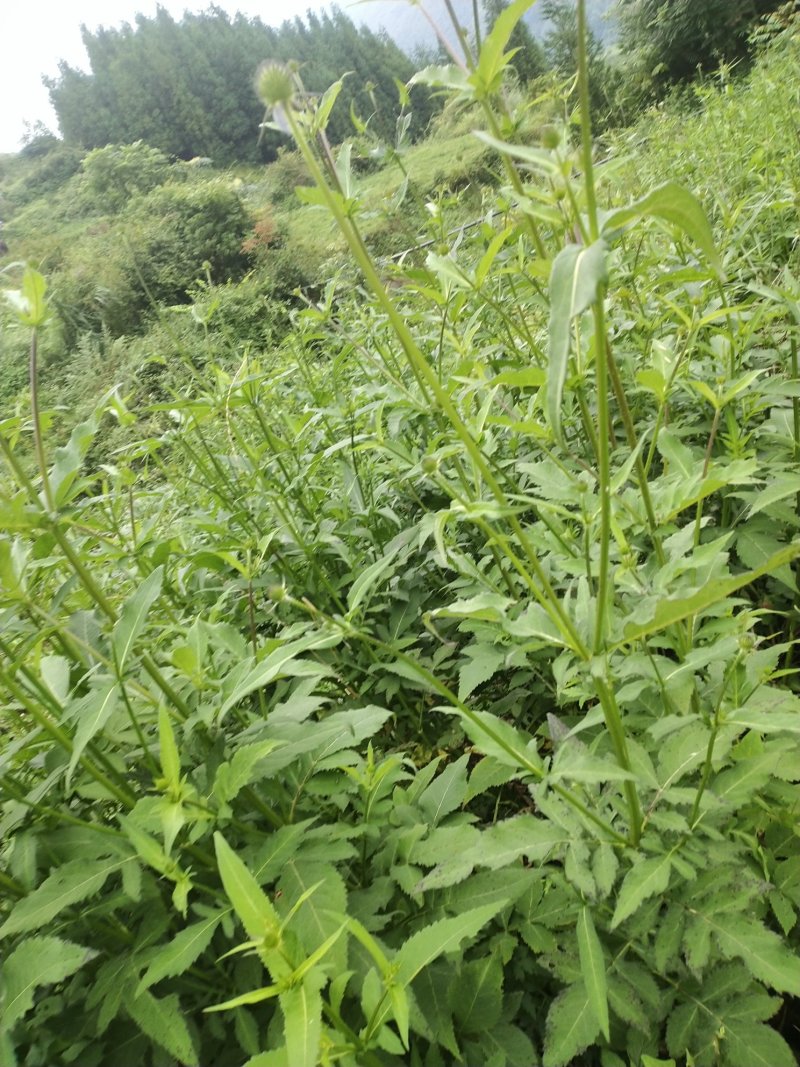 续断