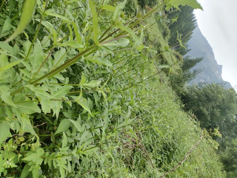 续断