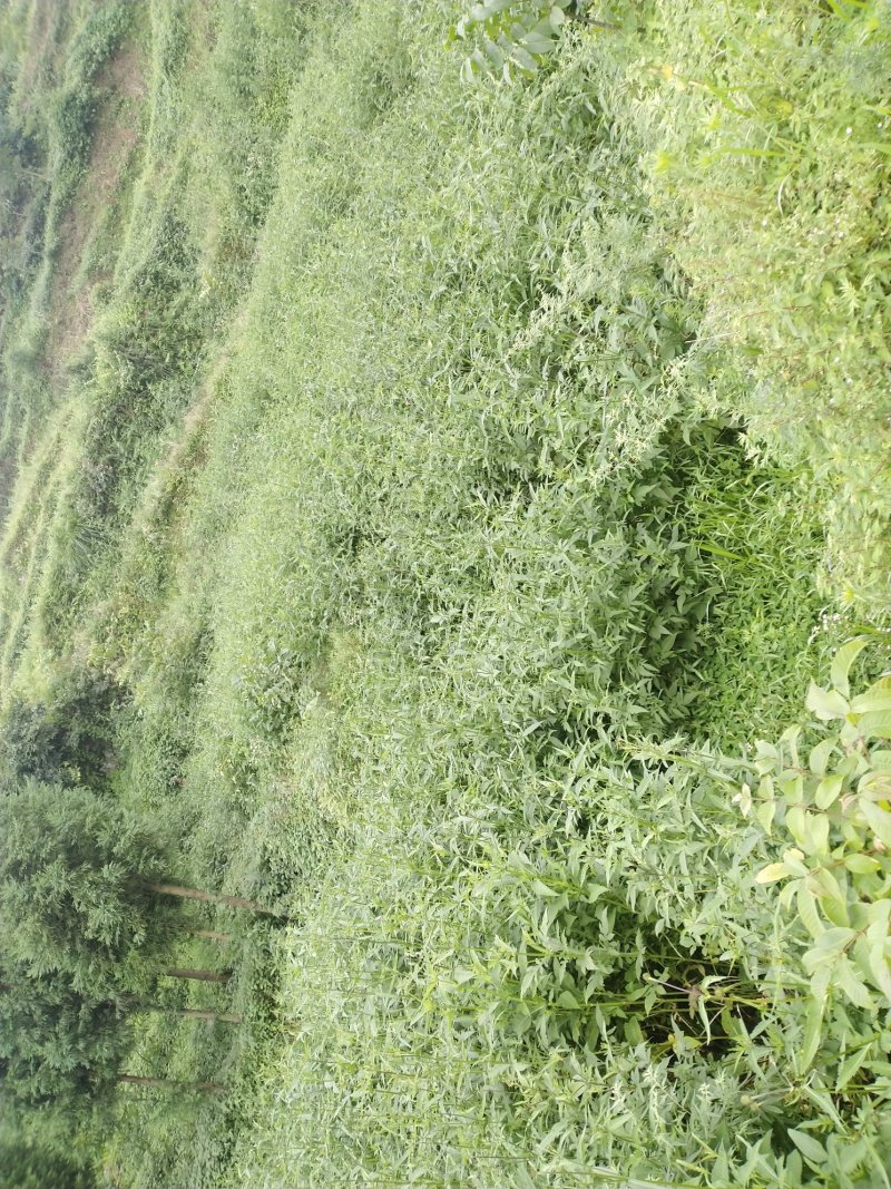 续断