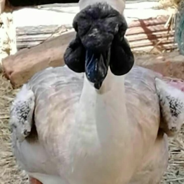 特大种狮头鹅，大量供应。