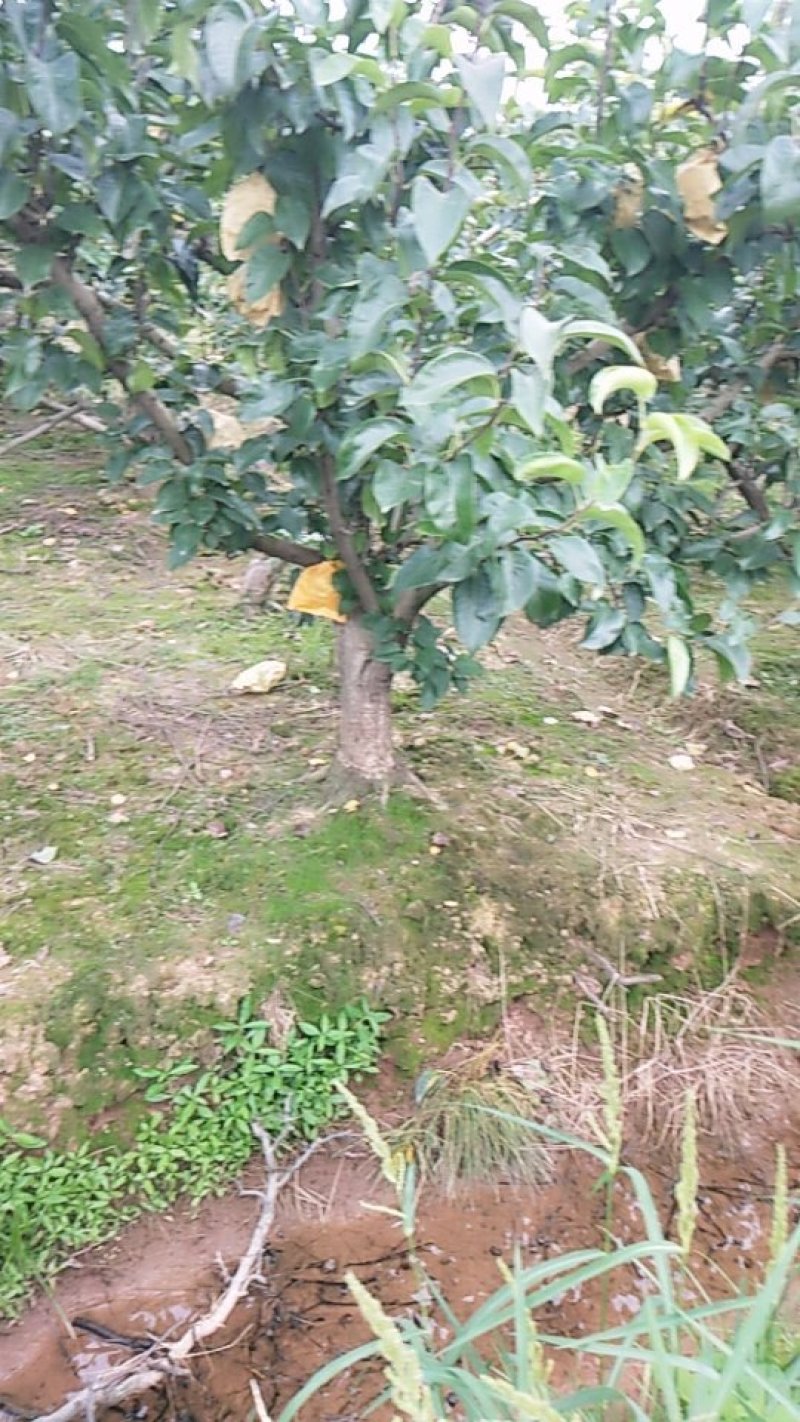 梨子丰水