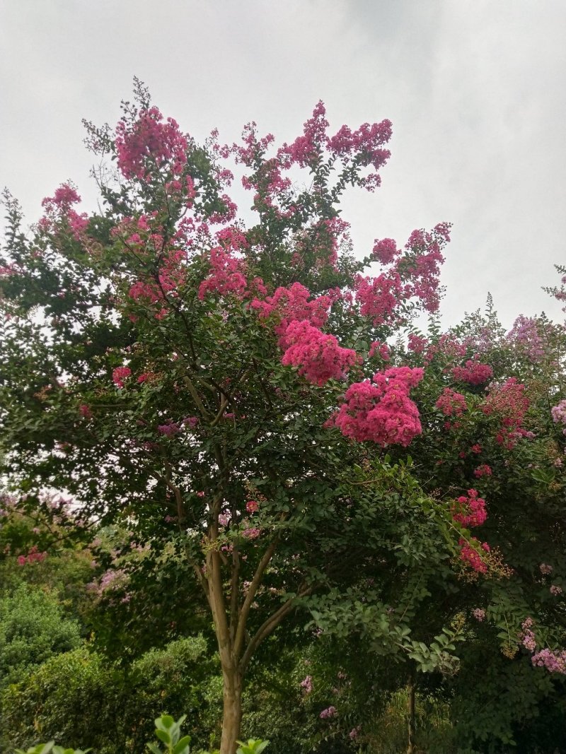 各种绿化苗木，盆景，桩景