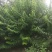各种绿化苗木，盆景，桩景