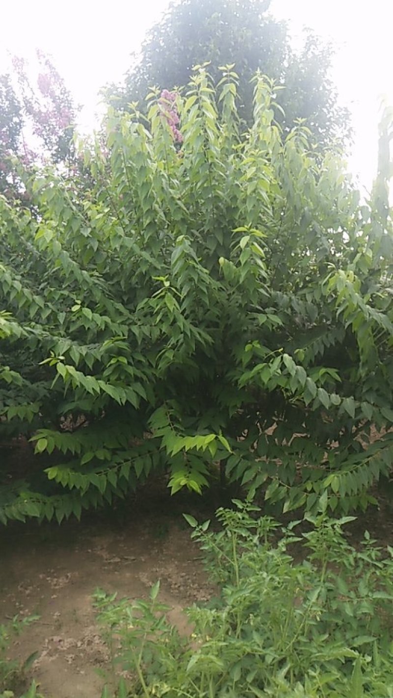 各种绿化苗木，盆景，桩景