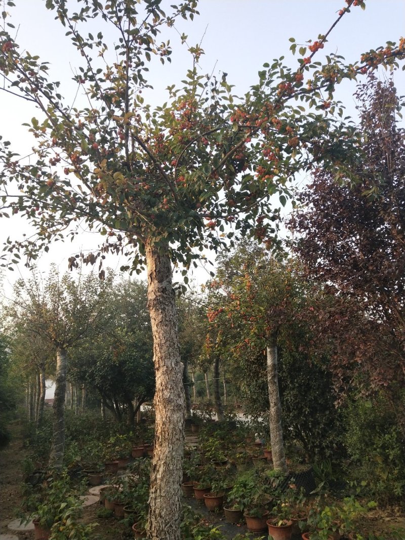 各种绿化苗木，盆景，桩景