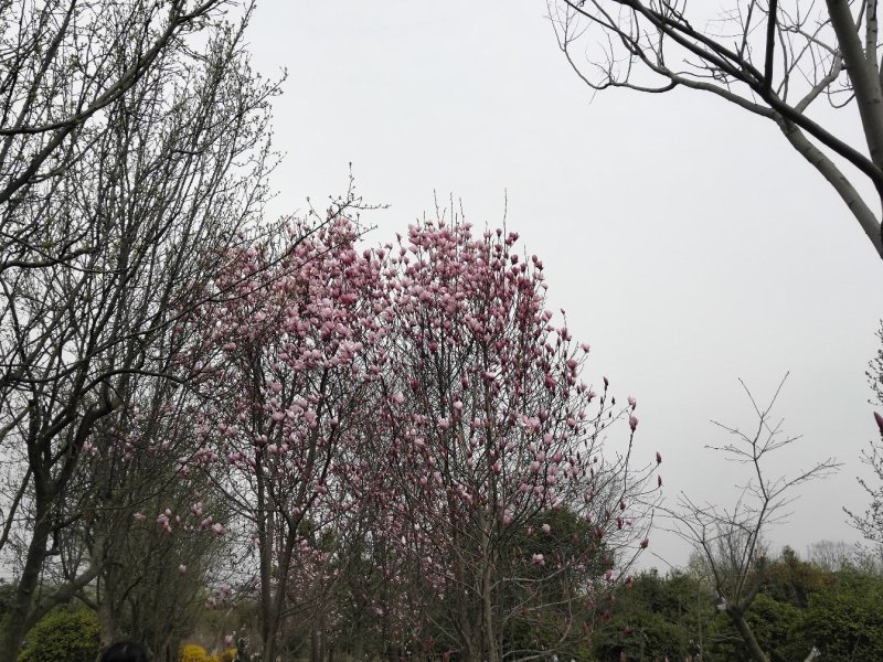 各种绿化苗木，盆景，桩景