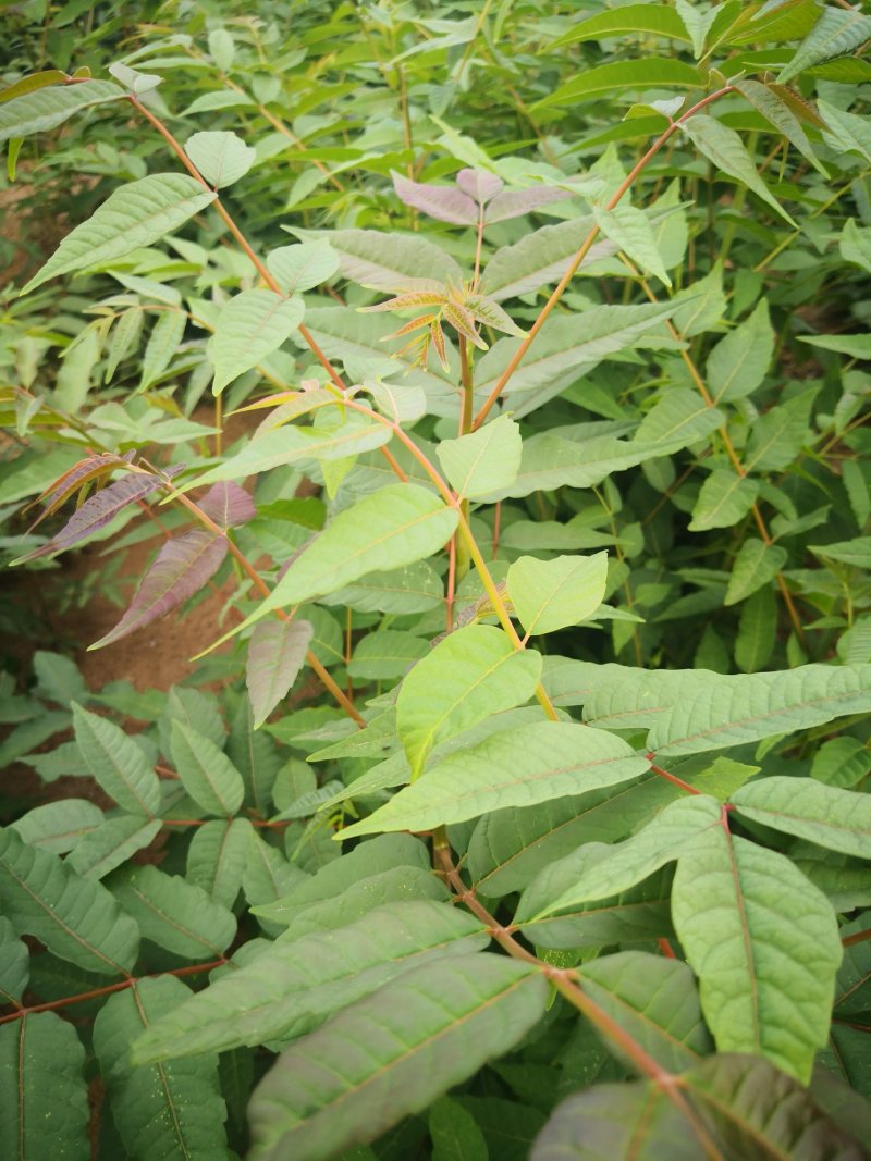 正宗红油香椿苗，大棚苗，地裁苗1-2年山东泰安苗木批