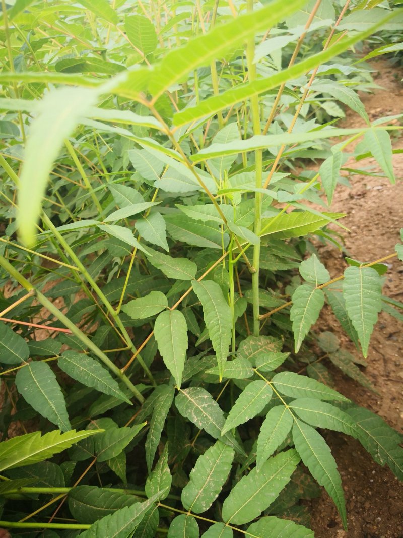 正宗红油香椿苗，大棚苗，地裁苗1-2年山东泰安苗木批