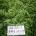 正宗红油香椿苗，大棚苗，地裁苗1-2年山东泰安苗木批