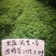 正宗红油香椿苗，大棚苗，地裁苗1-2年山东泰安苗木批