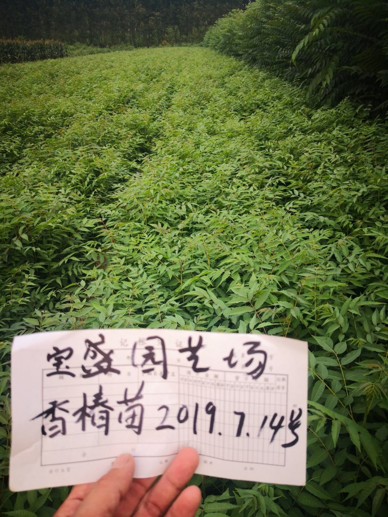 正宗红油香椿苗，大棚苗，地裁苗1-2年山东泰安苗木批