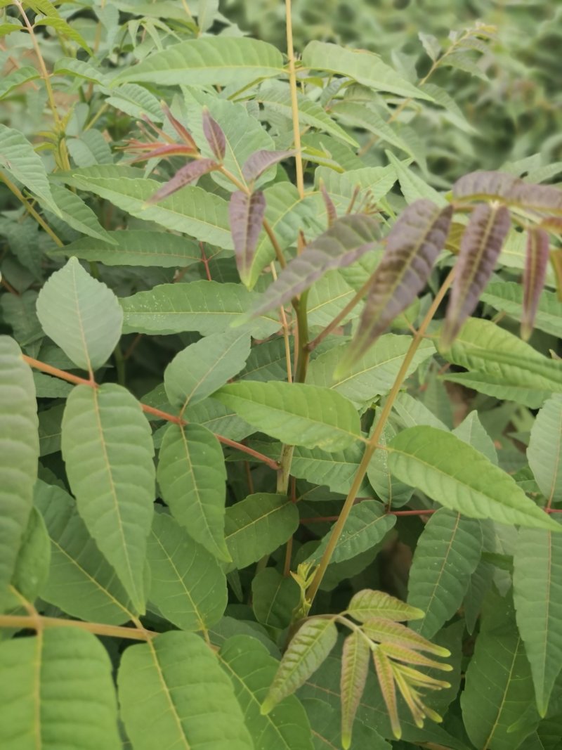 香椿树苗大棚苗，地裁苗1-2年山东泰安苗木批发