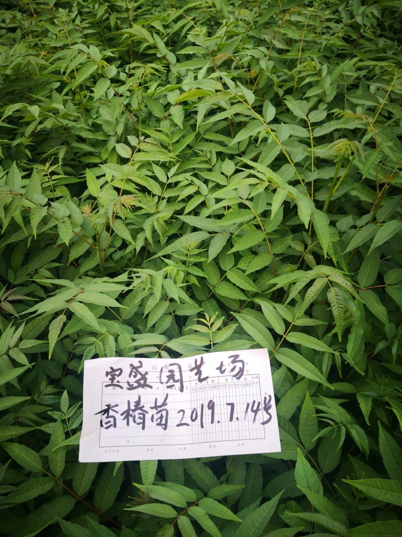 香椿树苗大棚苗，地裁苗1-2年山东泰安苗木批发