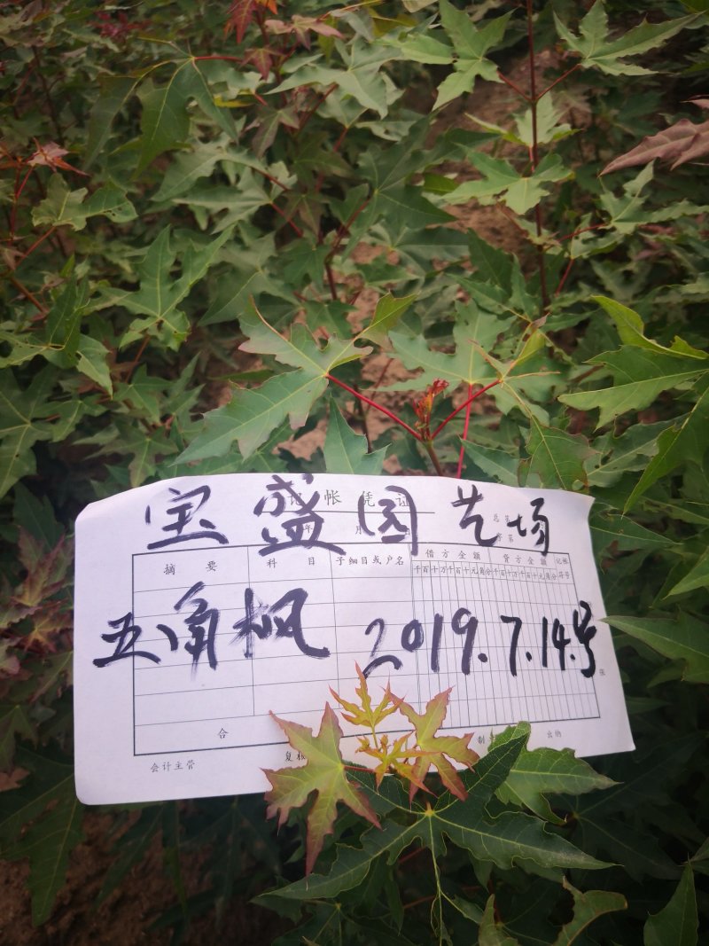 五角枫苗1——10cm以下