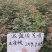 五角枫苗1——10cm以下