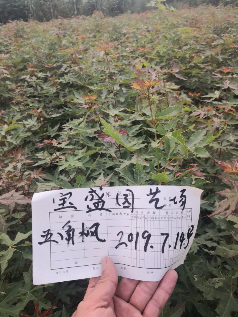 五角枫苗1——10cm以下