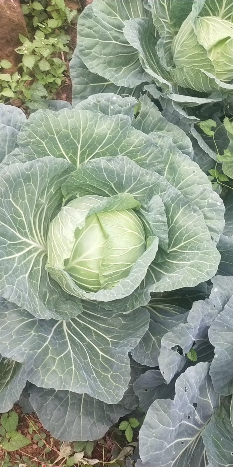 莲花白甘蓝