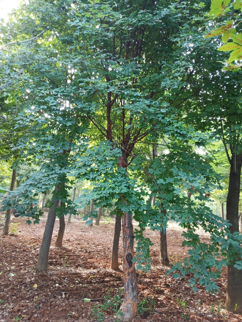 中华血柀槭。。大小苗都有。欢迎选购。