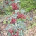 莲花白甘蓝。花椒。