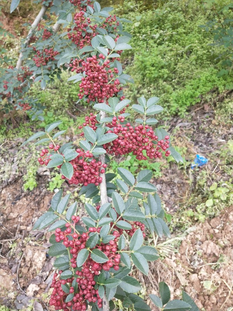 莲花白甘蓝。花椒。