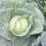 莲花白甘蓝。花椒。