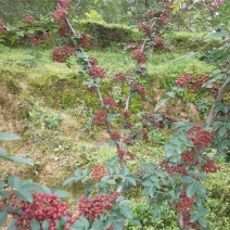 莲花白甘蓝。花椒。
