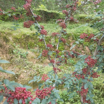 莲花白甘蓝。花椒。