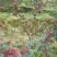 莲花白甘蓝。花椒。