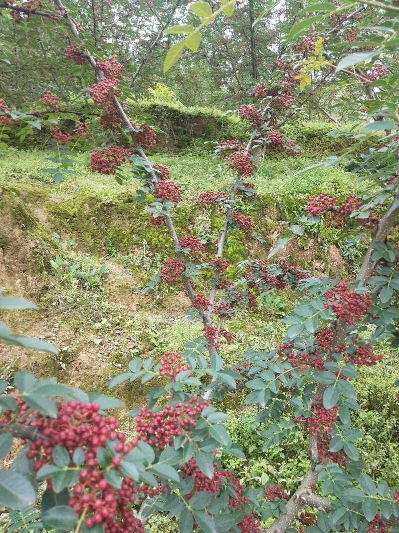 莲花白甘蓝。花椒。