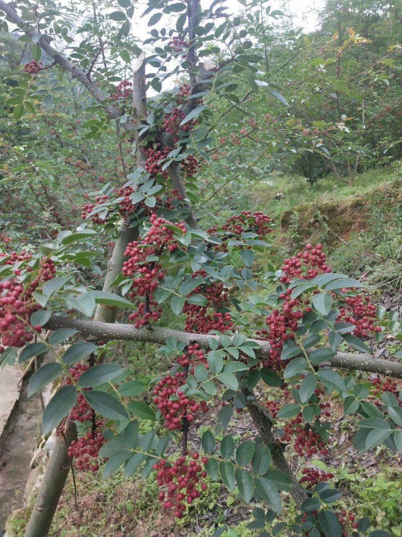 莲花白甘蓝。花椒。