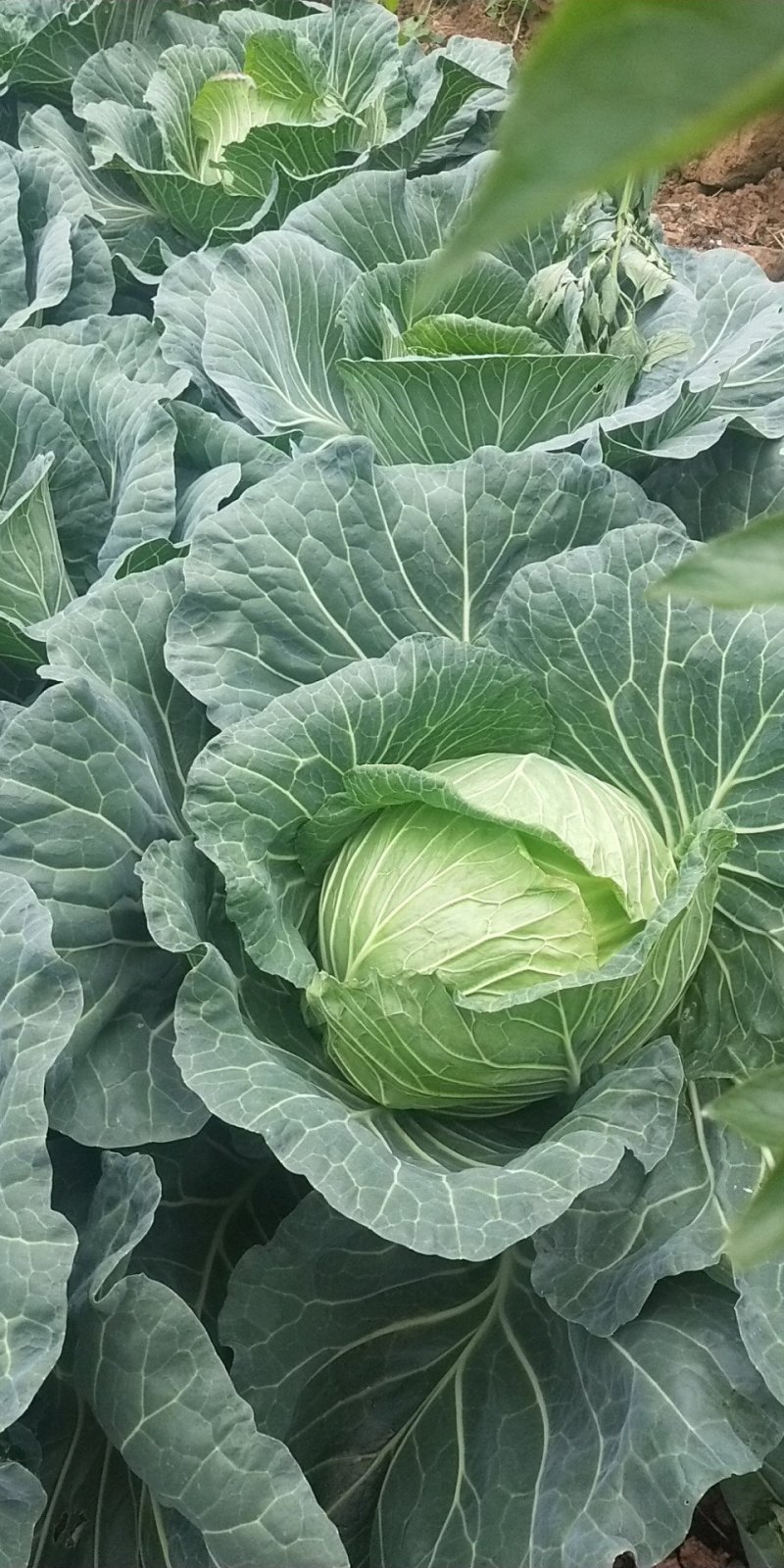 莲花白甘蓝。花椒。